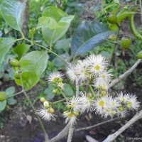 Syzygium nervosum A.Cunn. ex DC.